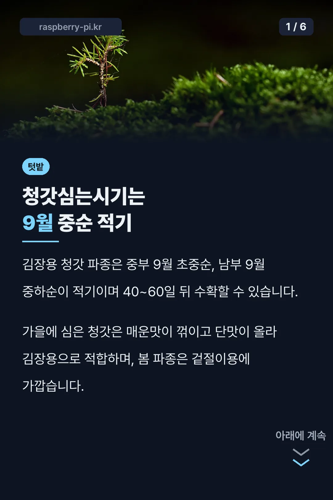 청갓심는시기는 9월 중순 적기