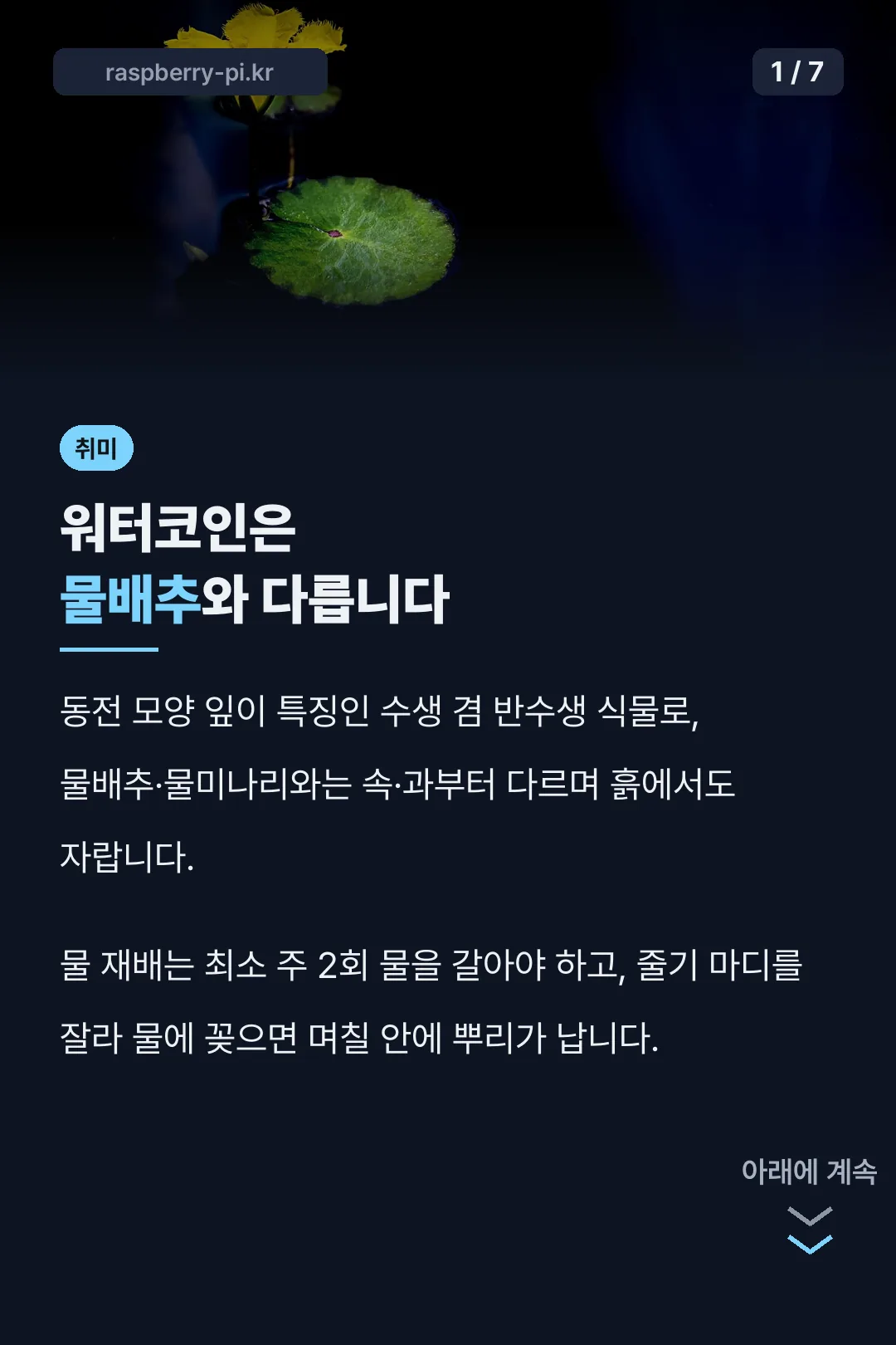 워터코인은 물배추와 다릅니다