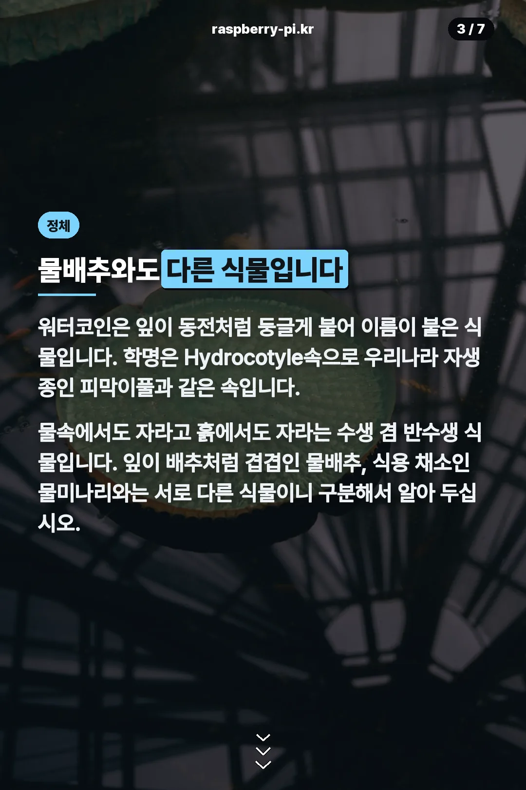물배추와 다른 식물