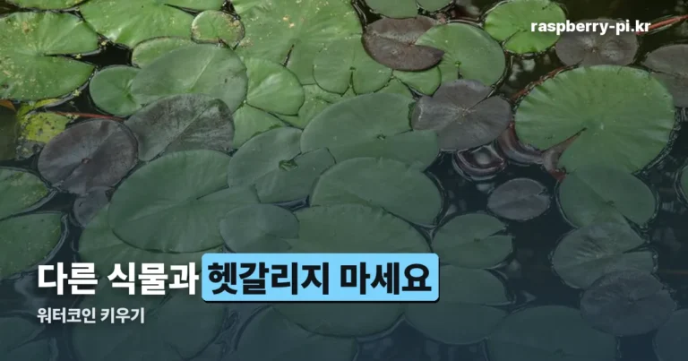 워터코인 키우기 — 물배추·물미나리와는 다른 식물입니다