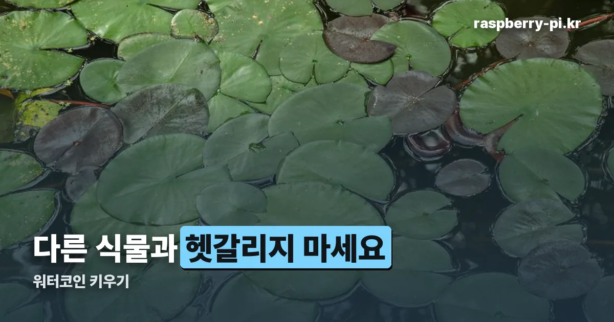 워터코인 키우기 정리 썸네일