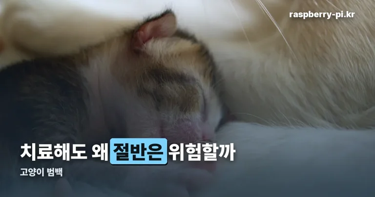 고양이 범백 정리 썸네일